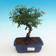 Izbová bonsai-Punic granatum nana-Granátové jablko - 1/4
