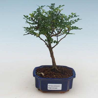 Pokojová bonsai - Zantoxylum piperitum - pepřovník PB2191522 - 1