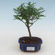 Pokojová bonsai - Zantoxylum piperitum - pepřovník PB2191522 - 1/4