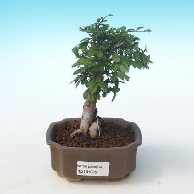 Pokojová bonsai-Ulmus Parvifolia-Malolistý jilm PB2191279