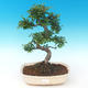 Pokojová bonsai - Ulmus parvifolia - Malolistý jilm PB2191289 - 1/3