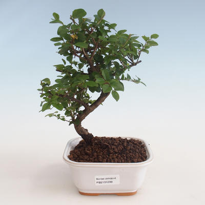 Pokojová bonsai - Sagerécie thea - Sagerécie thea 412-PB2191298 - 1