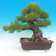 Vonkajšie bonsai - Pinus thunbergii - Borovica thunbergova - 1/6