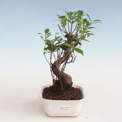 Pokojová bonsai - Ficus kimmen -  malolistý fíkus PB2191313
