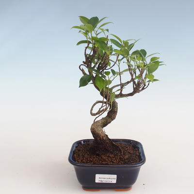 Pokojová bonsai - Ficus kimmen -  malolistý fíkus PB2191314
