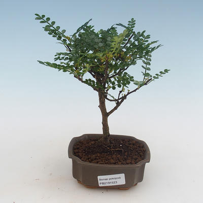 Pokojová bonsai - Zantoxylum piperitum - pepřovník PB2191523 - 1