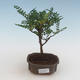 Pokojová bonsai - Zantoxylum piperitum - pepřovník PB2191523 - 1/5