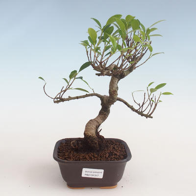 Pokojová bonsai - Ficus kimmen -  malolistý fíkus PB2191317