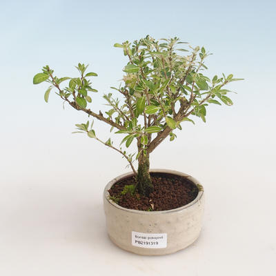 Pokojová bonsai - Serissa foetida Variegata - Strom tisíce hvězd PB2191319 - 1
