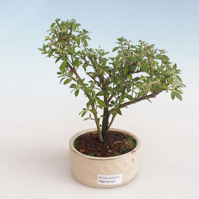 Pokojová bonsai - Serissa foetida Variegata - Strom tisíce hvězd PB2191321 - 1