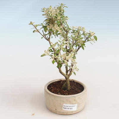 Pokojová bonsai - Serissa foetida Variegata - Strom tisíce hvězd PB2191322 - 1