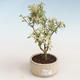 Pokojová bonsai - Serissa foetida Variegata - Strom tisíce hvězd PB2191322 - 1/2