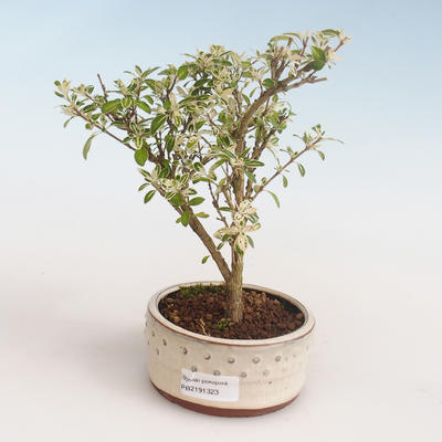 Pokojová bonsai - Serissa foetida Variegata - Strom tisíce hvězd PB2191323 - 1