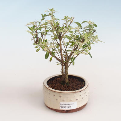 Pokojová bonsai - Serissa foetida Variegata - Strom tisíce hvězd PB2191324 - 1