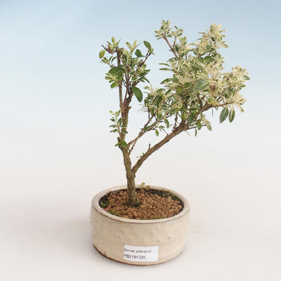 Pokojová bonsai - Serissa foetida Variegata - Strom tisíce hvězd PB2191325 - 1