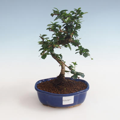 Pokojová bonsai - Carmona macrophylla - Čaj fuki PB2191327 - 1