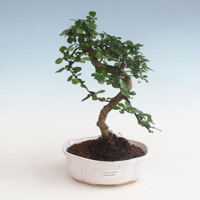 Pokojová bonsai - Carmona macrophylla - Čaj fuki PB2191329 - 1