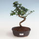 Pokojová bonsai - Carmona macrophylla - Čaj fuki PB2191331 - 1/5