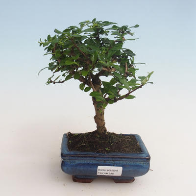Pokojová bonsai - Carmona macrophylla - Čaj fuki 412-PB2191336 - 1