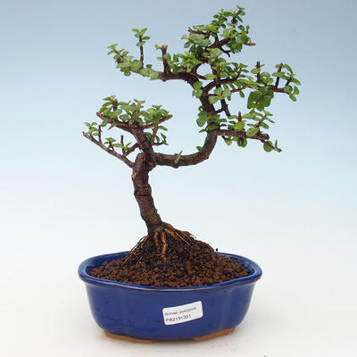 Pokojová bonsai - Portulakaria Afra - Tlustice 414-PB2191351 - 1