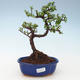 Pokojová bonsai - Portulakaria Afra - Tlustice 414-PB2191351 - 1/2