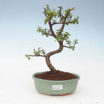Pokojová bonsai - Portulakaria Afra - Tlustice 414-PB2191353 - 1