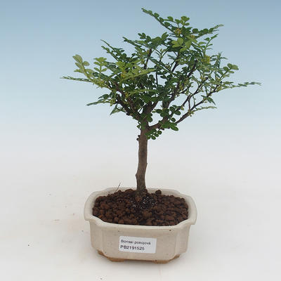 Pokojová bonsai - Zantoxylum piperitum - pepřovník PB2191525 - 1