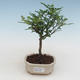 Pokojová bonsai - Zantoxylum piperitum - pepřovník PB2191525 - 1/5