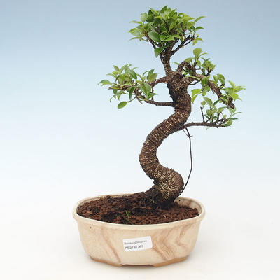 Pokojová bonsai - Ficus retusa - malolistý fíkus 414-PB2191363 - 1