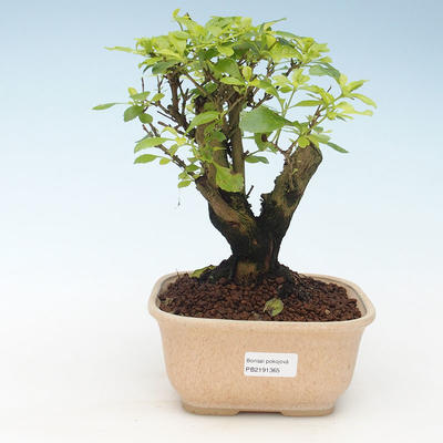 Pokojová bonsai - Duranta erecta Aurea 414-PB2191365 - 1