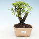 Pokojová bonsai - Duranta erecta Aurea 414-PB2191365 - 1/3