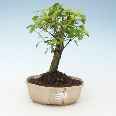 Pokojová bonsai - Duranta erecta Aurea 414-PB2191368 - 1