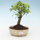 Pokojová bonsai - Duranta erecta Aurea 414-PB2191368 - 1/3
