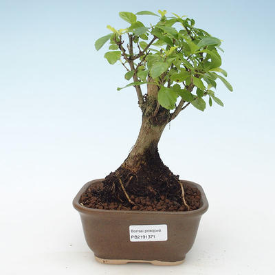 Pokojová bonsai - Duranta erecta Aurea 414-PB2191371 - 1