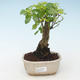 Pokojová bonsai - Duranta erecta Aurea 414-PB2191372 - 1/3