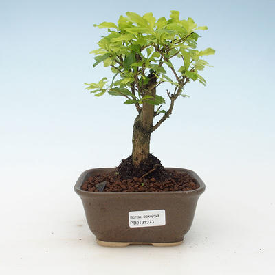 Pokojová bonsai - Duranta erecta Aurea 414-PB2191373 - 1