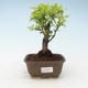 Pokojová bonsai - Duranta erecta Aurea 414-PB2191373 - 1/3