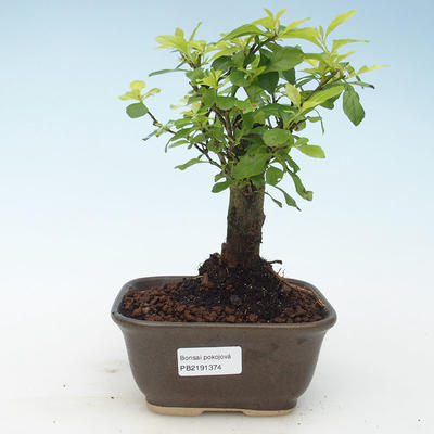 Pokojová bonsai - Duranta erecta Aurea 414-PB2191374 - 1
