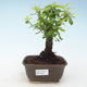 Pokojová bonsai - Duranta erecta Aurea 414-PB2191374 - 1/3