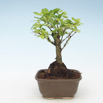 Pokojová bonsai - Duranta erecta Aurea 414-PB2191377 - 1