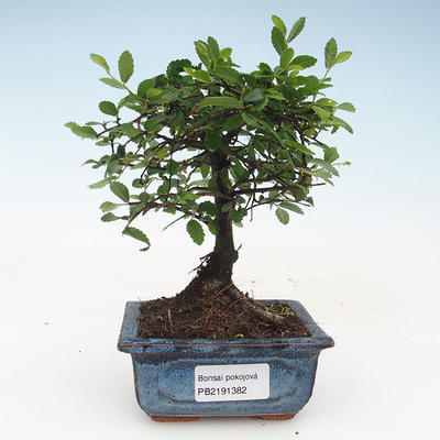 Pokojová bonsai- Ulmus Parvifolia-Malolistý jilm 414-PB2191382