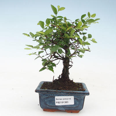 Pokojová bonsai- Ulmus Parvifolia-Malolistý jilm 414-PB2191383