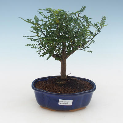 Pokojová bonsai - Zantoxylum piperitum - Pepřovník PB2191541 - 1