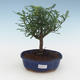 Pokojová bonsai - Zantoxylum piperitum - Pepřovník PB2191541 - 1/4