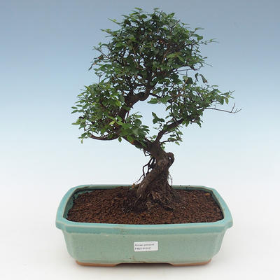 Pokojová bonsai - Sagerécie thea - Sagerécie thea 2191552 - 1