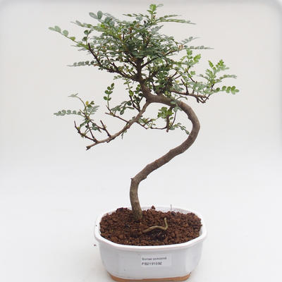 Pokojová bonsai - Zantoxylum piperitum - Pepřovník PB2191592 - 1