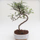 Pokojová bonsai - Zantoxylum piperitum - Pepřovník PB2191592 - 1/4