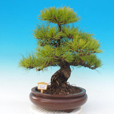 Vonkajšie bonsai - Pinus densiflora - borovica červená - 1