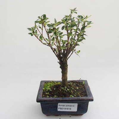 Pokojová bonsai - Serissa foetida Variegata - Strom tisíce hvězd PB2191618 - 1