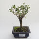 Pokojová bonsai - Serissa foetida Variegata - Strom tisíce hvězd PB2191618 - 1/2
